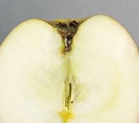 Dronning Louise æble